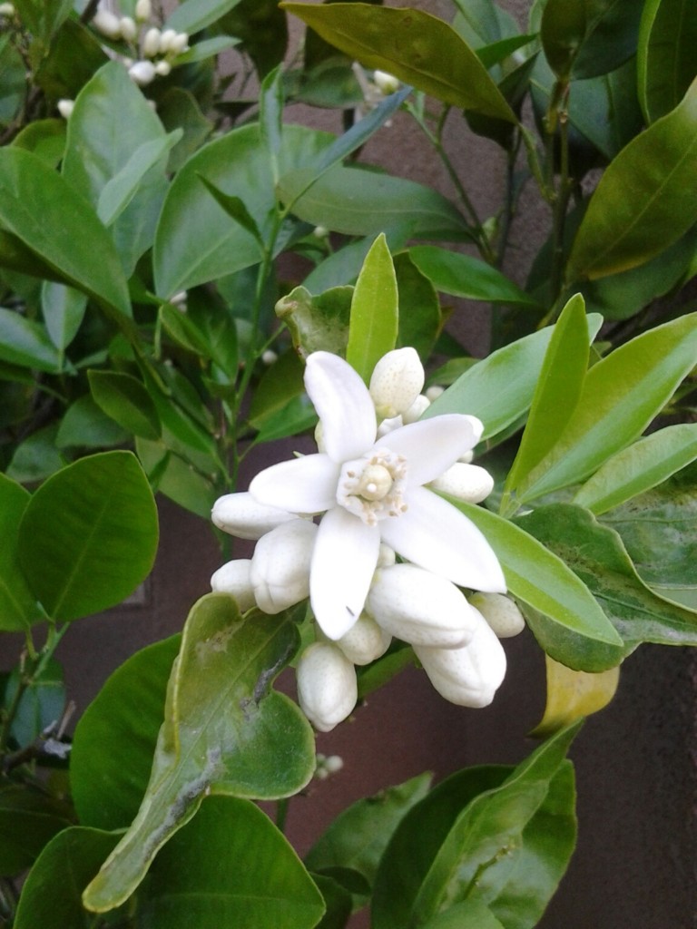 The Diverse Plants of St. Utah Buy or Sell St. City Homes